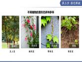 10.1 植物的營養(yǎng)器官（第3課時）（課件）2025學(xué)年七年級生物下冊蘇教版