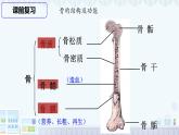 11.2 人體的骨骼肌 2025學(xué)年七年級(jí)生物下冊(cè)北師大版課件