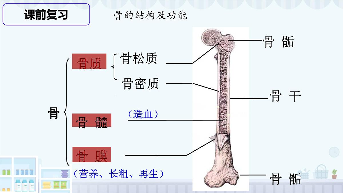 11.2 人体的骨骼肌 2025学年七年级生物下册北师大版课件第2页