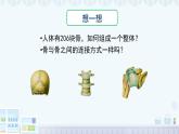 11.2 人體的骨骼肌 2025學(xué)年七年級(jí)生物下冊(cè)北師大版課件