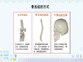 11.2 人體的骨骼肌 2025學(xué)年七年級(jí)生物下冊(cè)北師大版課件