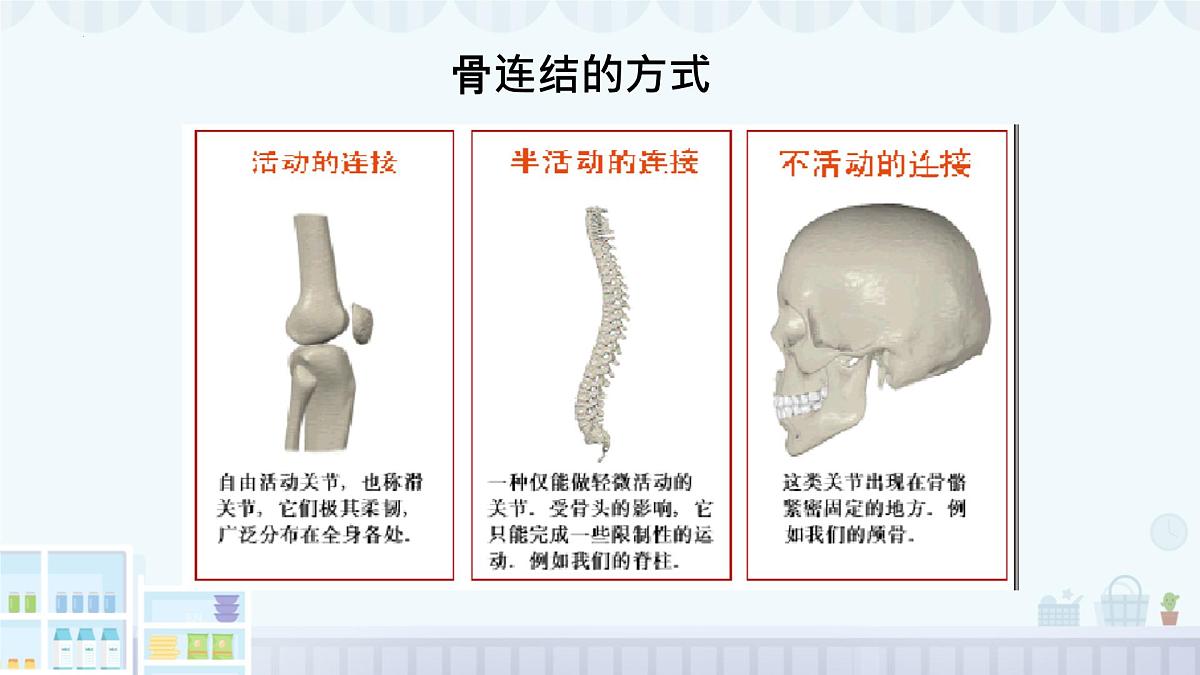 11.2 人体的骨骼肌 2025学年七年级生物下册北师大版课件第5页