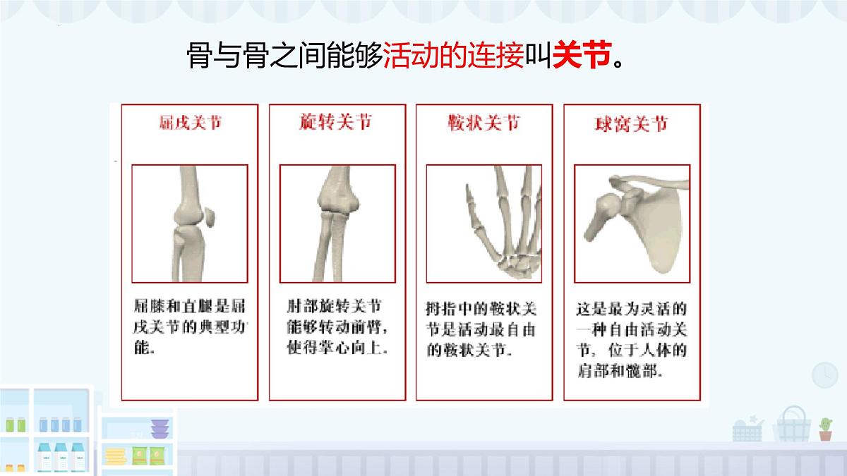 11.2 人体的骨骼肌 2025学年七年级生物下册北师大版课件第6页