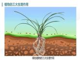 第三單元 第二章總復(fù)習(xí)（植物的三大生理作用）2025學(xué)年七年級(jí)下冊生物課件人教版