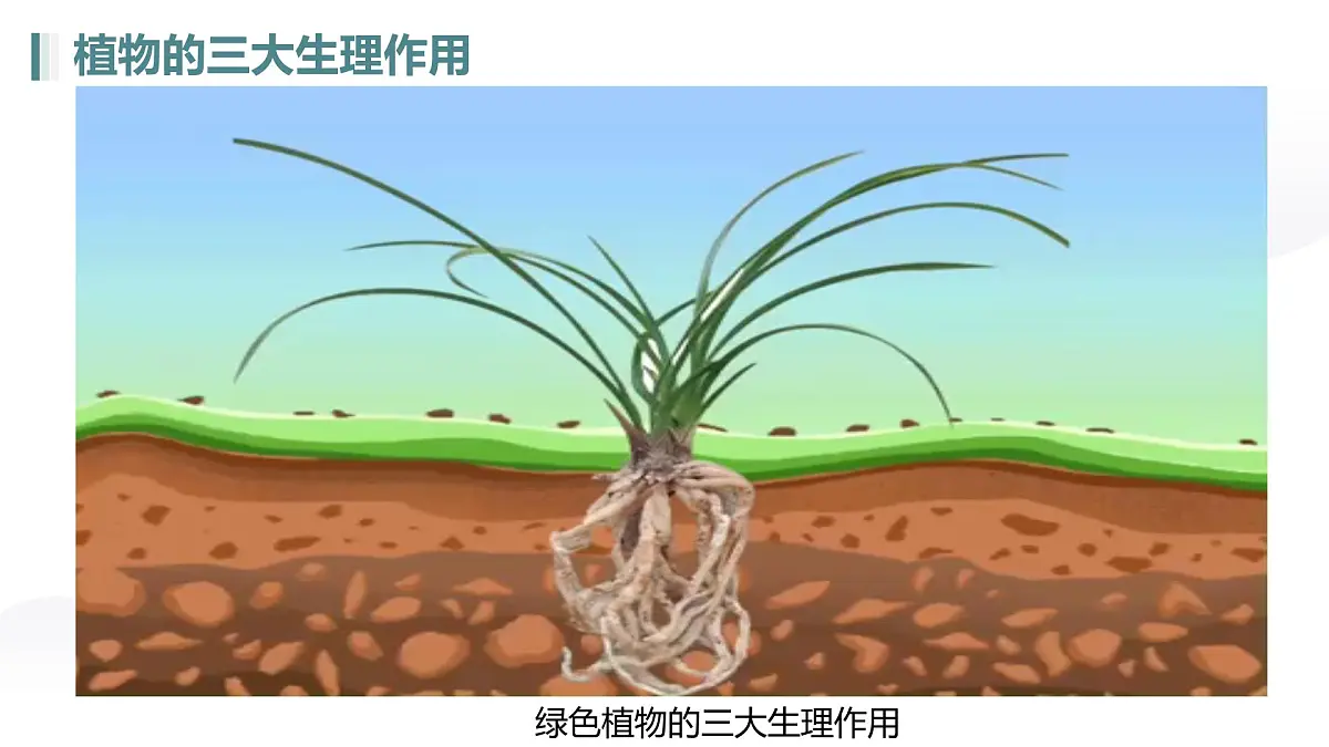 第三单元 第二章总复习（植物的三大生理作用）2025学年七年级下册生物课件人教版第2页
