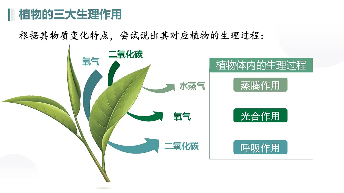 第三单元 第二章总复习（植物的三大生理作用）2025学年七年级下册生物课件人教版第4页
