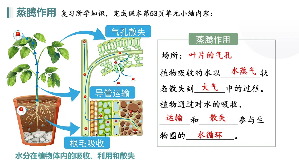 第三单元 第二章总复习（植物的三大生理作用）2025学年七年级下册生物课件人教版第5页