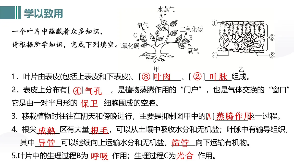 第三单元 第二章总复习（植物的三大生理作用）2025学年七年级下册生物课件人教版第8页