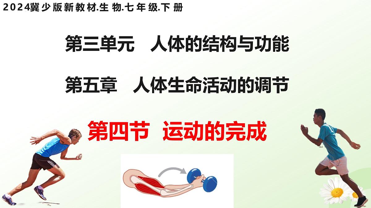 3.5.4 运动的完成 2025学年七年级生物下册 冀少版2024 课件第1页
