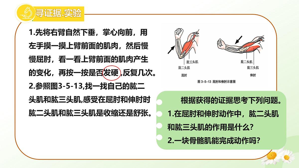 3.5.4 运动的完成 2025学年七年级生物下册 冀少版2024 课件第4页