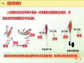 3.5.4 運(yùn)動(dòng)的完成 2025學(xué)年七年級(jí)生物下冊(cè) 冀少版2024 課件