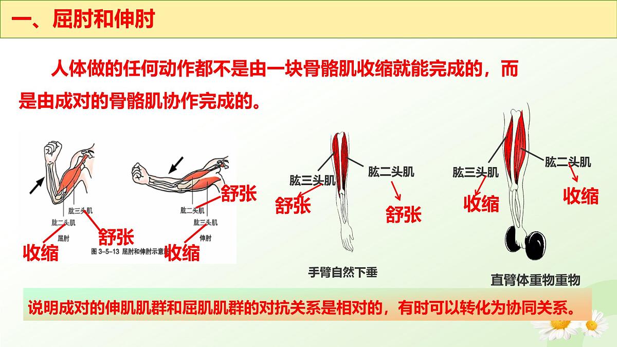 3.5.4 运动的完成 2025学年七年级生物下册 冀少版2024 课件第5页