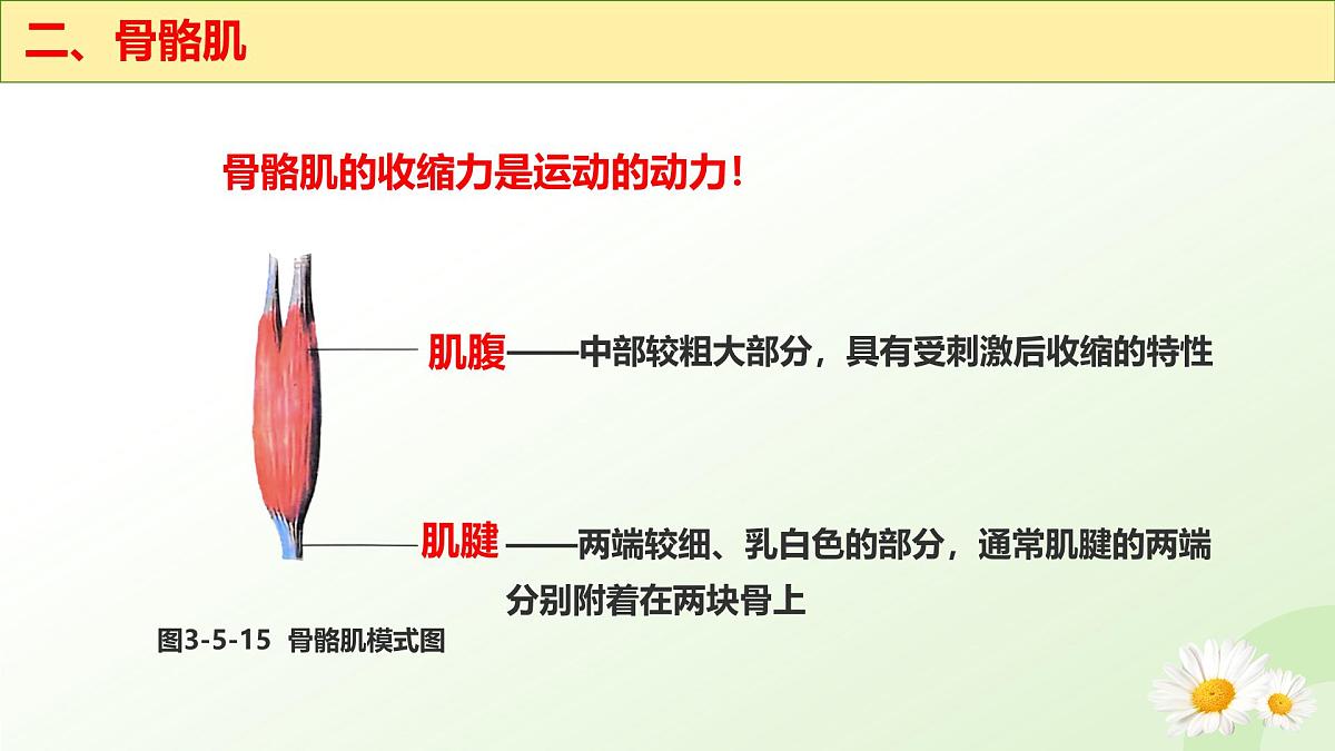 3.5.4 运动的完成 2025学年七年级生物下册 冀少版2024 课件第6页