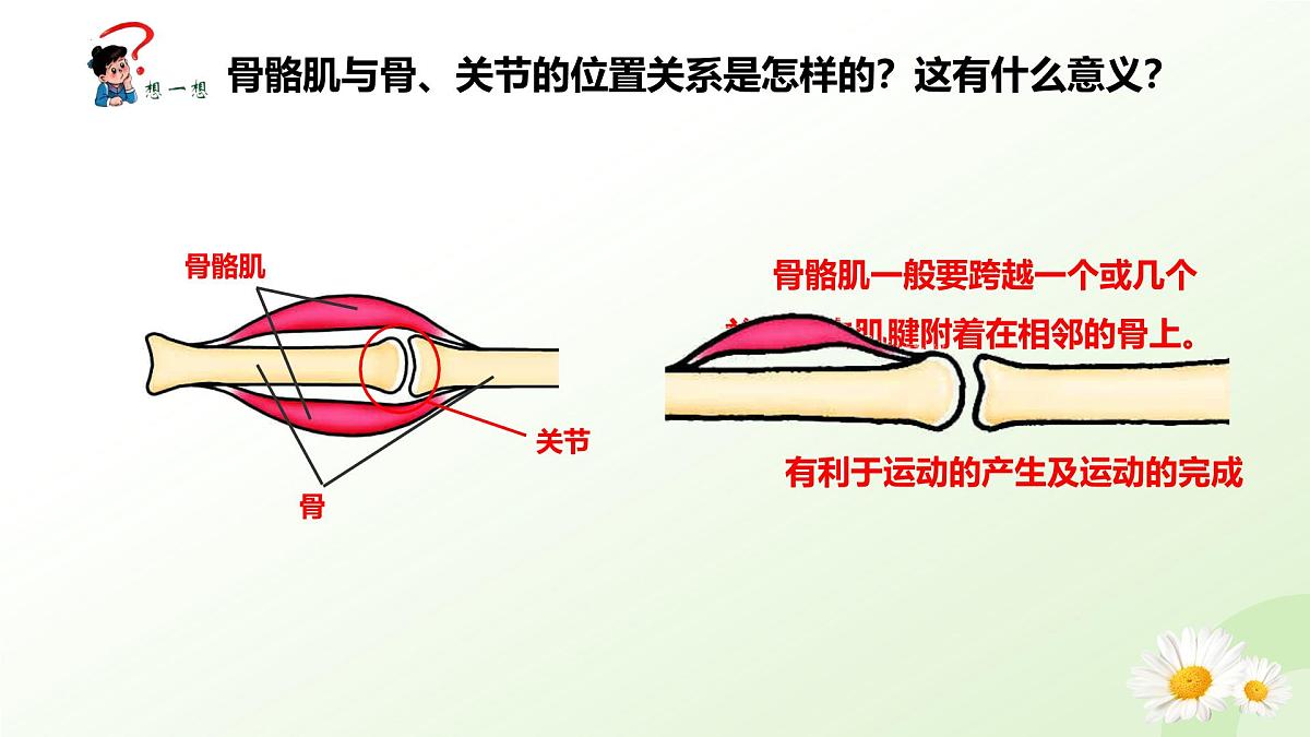 3.5.4 运动的完成 2025学年七年级生物下册 冀少版2024 课件第8页