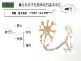 第10章 單元復(fù)習(xí)與測(cè)試 2025學(xué)年七年級(jí)生物下冊(cè)北師大版課件
