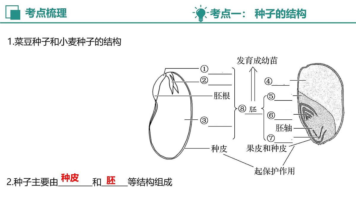 【复习课件】专题02 绿色开花植物的生命周期 2025学年七年级生物下学期期中考点大串讲教版第4页