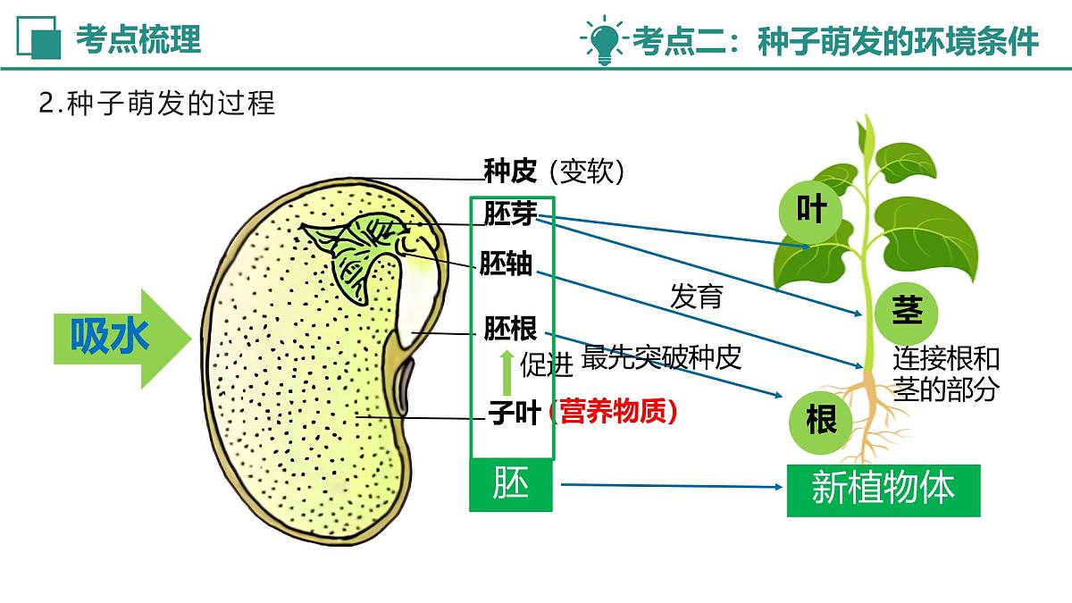 【复习课件】专题02 绿色开花植物的生命周期 2025学年七年级生物下学期期中考点大串讲教版第7页
