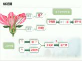 4.1.1 人的生殖 課件 2025學(xué)年人教版生物七年級下冊