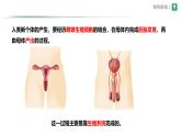 4.1.1 人的生殖 課件 2025學(xué)年人教版生物七年級下冊