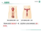 4.1.1 人的生殖 課件 2025學(xué)年人教版生物七年級下冊