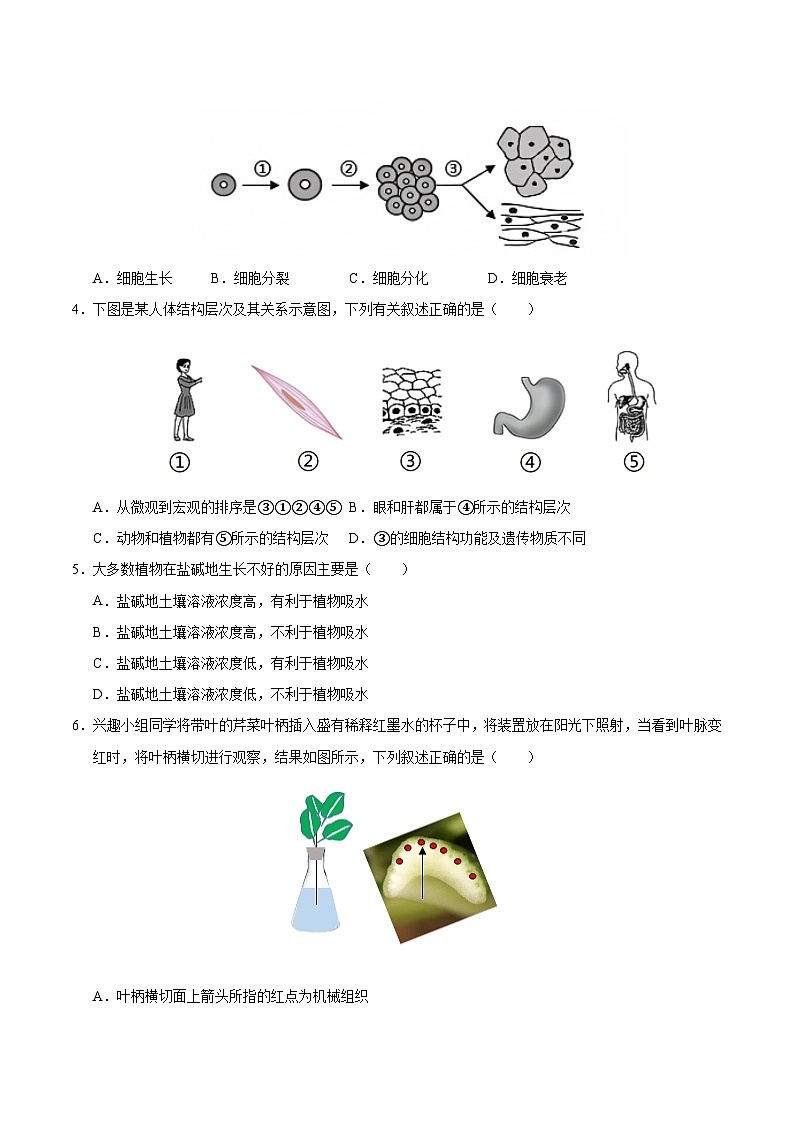 2025年中考第二次模拟考试卷：生物（成都卷）（考试版）第2页