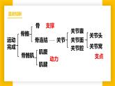 3.5.5激素與生命活動調(diào)節(jié)  七年級生物下冊教學課件（冀少版2024）