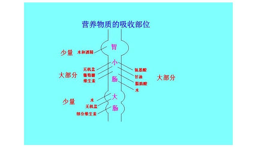 2024-2025学年北师大版生物七年级下册 4.6.2  食物的消化和营养物质的吸收（第2课时） 课件第5页