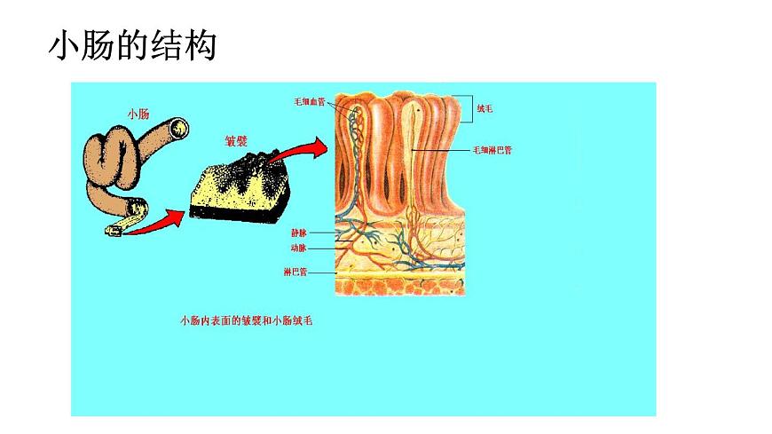 2024-2025学年北师大版生物七年级下册 4.6.2  食物的消化和营养物质的吸收（第2课时） 课件第7页