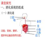 2024-2025學年北師大版生物七年級下冊 4.6.2食物的消化和營養(yǎng)物質的吸收（第1課時） 課件