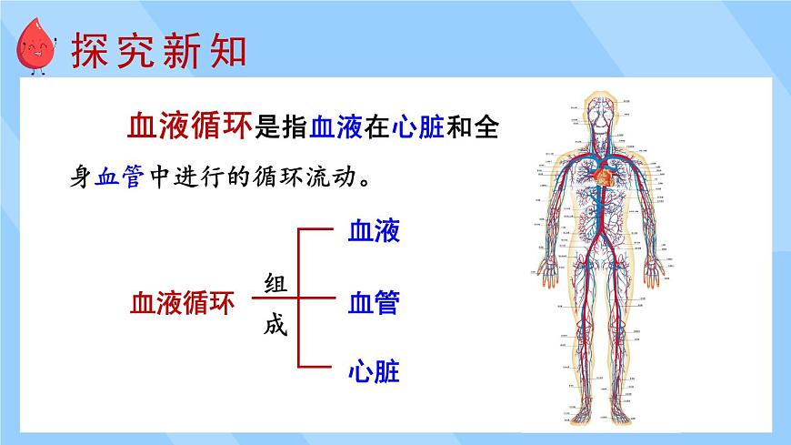 2024-2025学年北师大版生物七年级下册 4.7.1  血液——血管和心脏    课件第3页