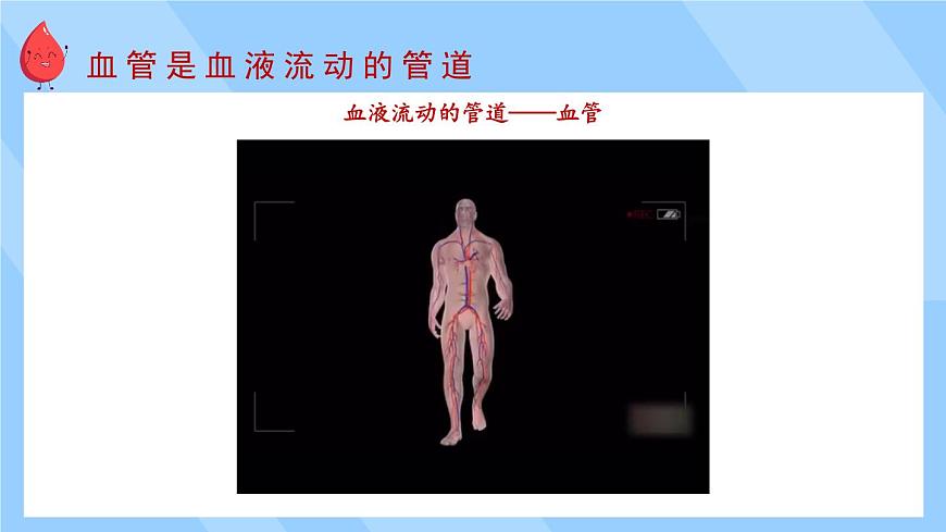 2024-2025学年北师大版生物七年级下册 4.7.1  血液——血管和心脏    课件第5页