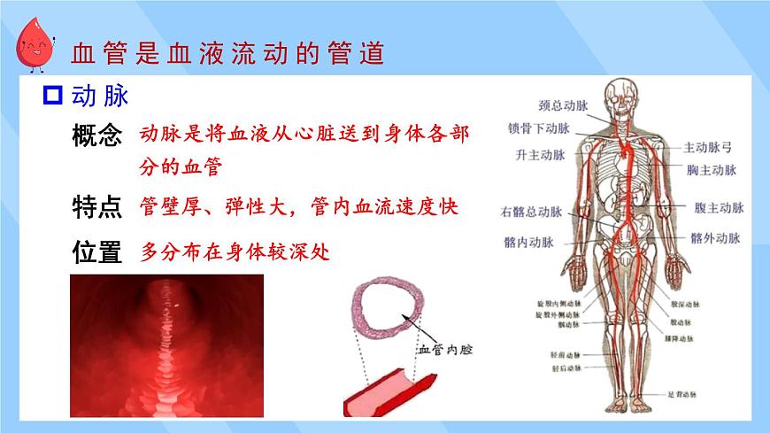 2024-2025学年北师大版生物七年级下册 4.7.1  血液——血管和心脏    课件第6页