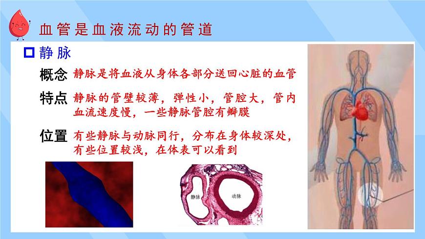 2024-2025学年北师大版生物七年级下册 4.7.1  血液——血管和心脏    课件第7页