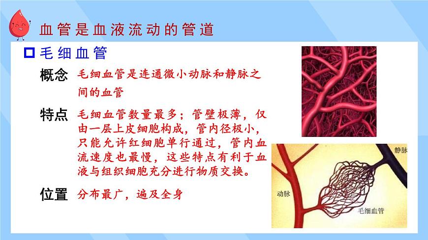 2024-2025学年北师大版生物七年级下册 4.7.1  血液——血管和心脏    课件第8页