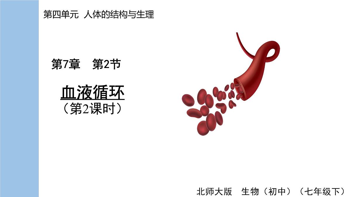 2024-2025学年北师大版生物七年级下册 4.7.2 第1课时 血液流动的管道 课件第1页