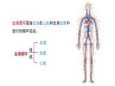 2024-2025學(xué)年北師大版生物七年級(jí)下冊(cè) 4.7.2  第1課時(shí) 血液流動(dòng)的管道 課件