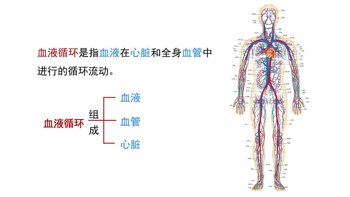 2024-2025学年北师大版生物七年级下册 4.7.2 第1课时 血液流动的管道 课件第4页