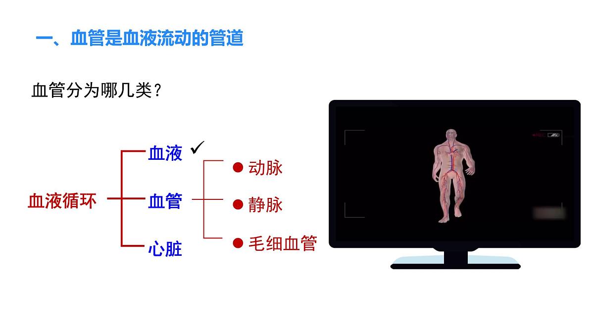 2024-2025学年北师大版生物七年级下册 4.7.2 第1课时 血液流动的管道 课件第5页