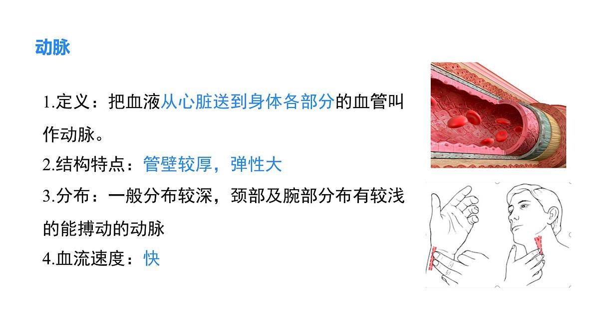 2024-2025学年北师大版生物七年级下册 4.7.2 第1课时 血液流动的管道 课件第6页