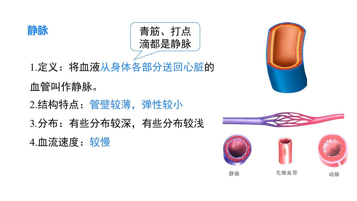 2024-2025学年北师大版生物七年级下册 4.7.2 第1课时 血液流动的管道 课件第7页