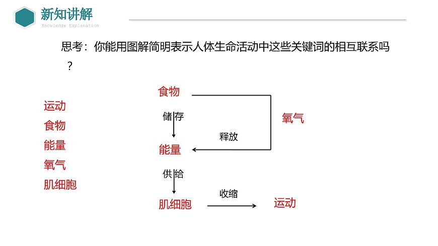 2024-2025学年北师大版生物七年级下册 4.8.1  食物中能量的释放 (2) 课件第5页