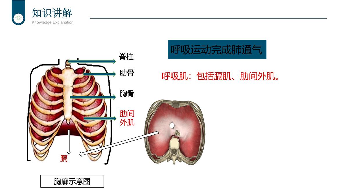 2024-2025学年北师大版生物七年级下册 4.8.2 人体细胞获得氧气的过程（第2课时） 课件第5页