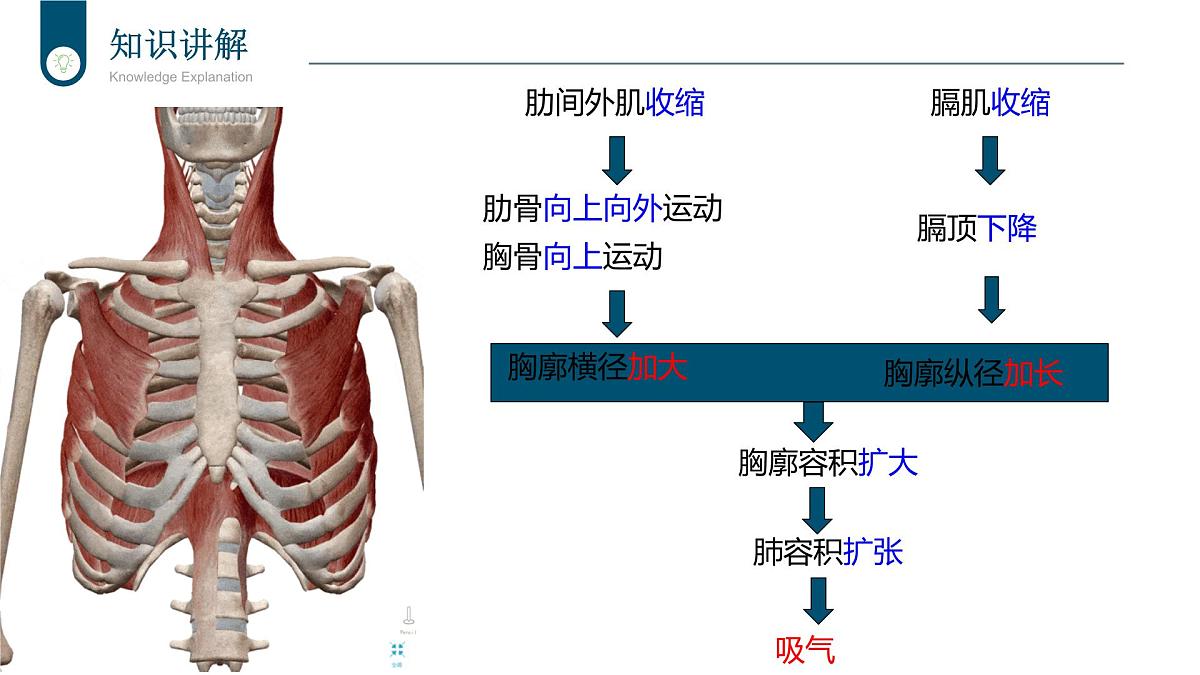 2024-2025学年北师大版生物七年级下册 4.8.2 人体细胞获得氧气的过程（第2课时） 课件第6页