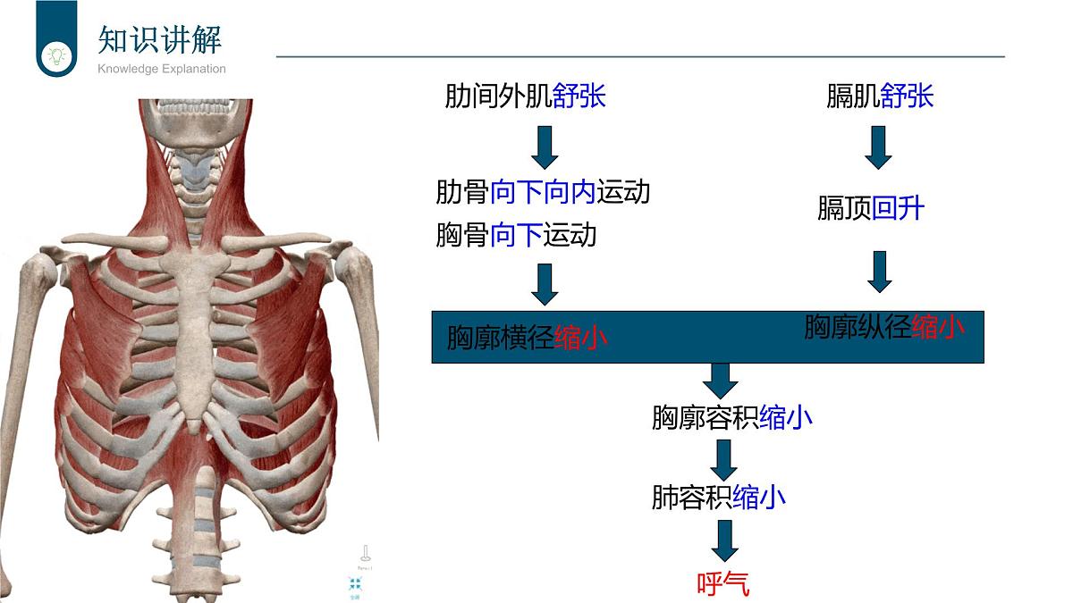 2024-2025学年北师大版生物七年级下册 4.8.2 人体细胞获得氧气的过程（第2课时） 课件第7页