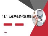 2024-2025學(xué)年北師大版生物七年級(jí)下冊(cè) 4.9.1 人體產(chǎn)生的代謝廢物 (2) 課件