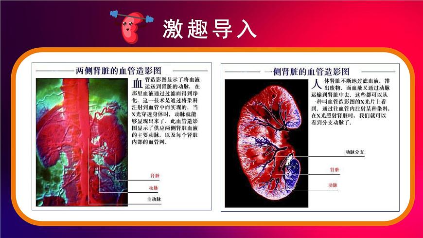 2024-2025学年北师大版生物七年级下册 4.9.2  尿的形成与排出    课件第2页