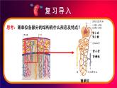 2024-2025學年北師大版生物七年級下冊 4.9.2  尿的形成與排出    課件
