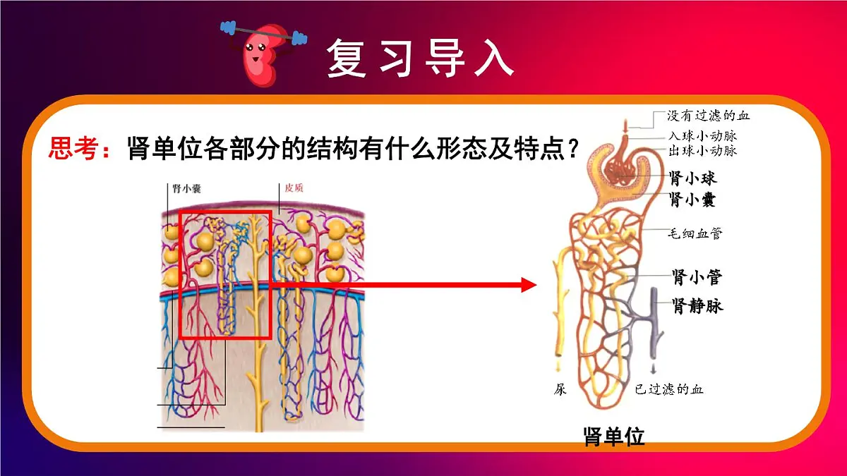 2024-2025学年北师大版生物七年级下册 4.9.2 尿的形成与排出 课件第3页