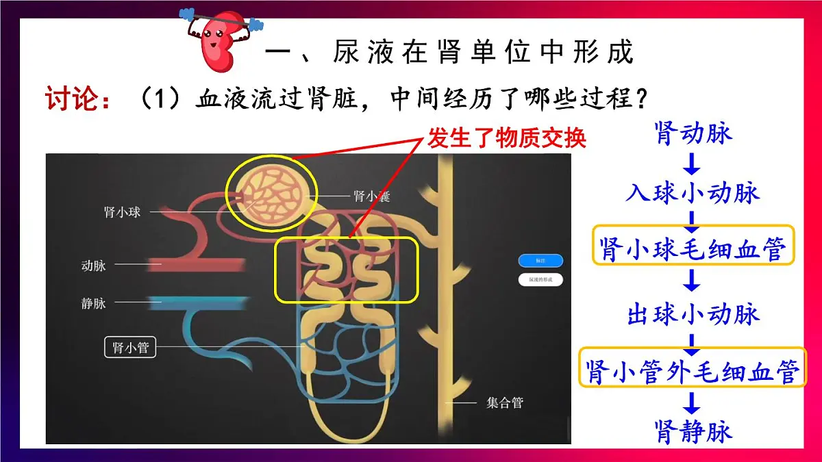 2024-2025学年北师大版生物七年级下册 4.9.2 尿的形成与排出 课件第5页