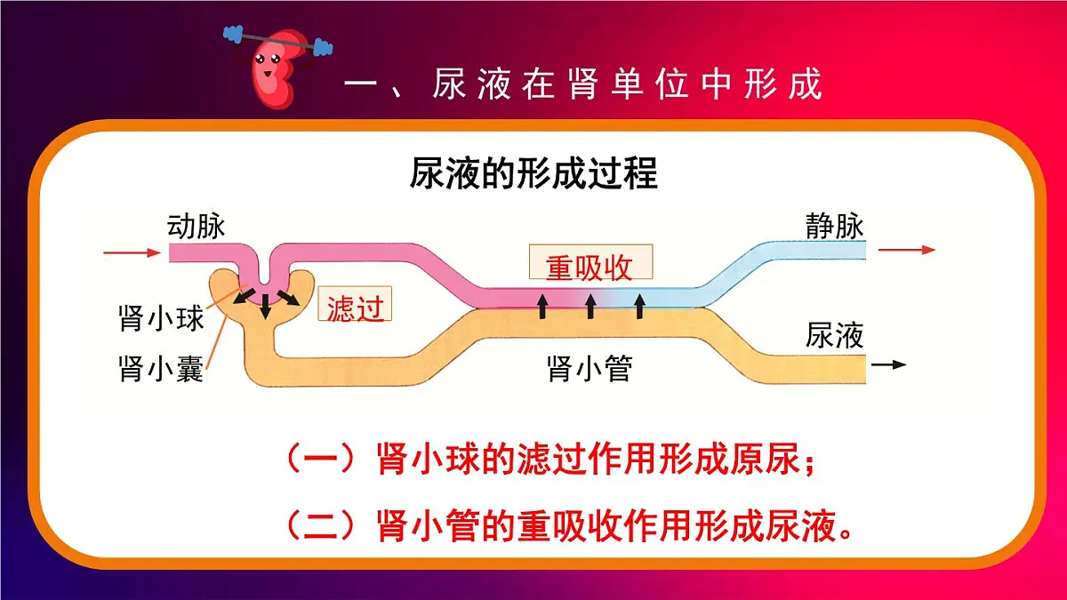 2024-2025学年北师大版生物七年级下册 4.9.2 尿的形成与排出 课件第8页